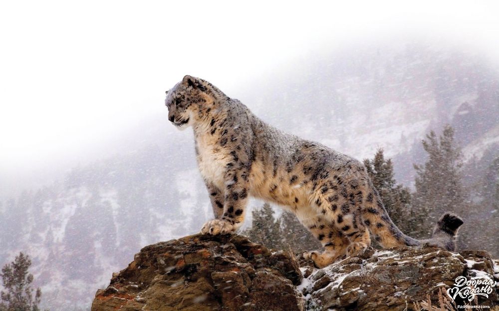 На Кавказе замечен считавшийся вымершим леопард