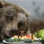 День медведя - Сладкоежкин день