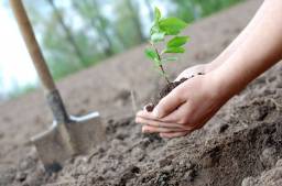 В Татарстане 6 октября пройдет акция «Единый день посадки леса»