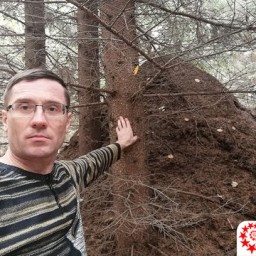 Самый высокий муравейник в России