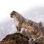 На Кавказе замечен считавшийся вымершим леопард
