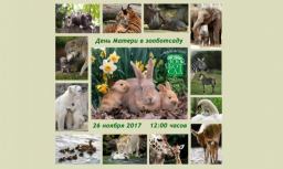 Казанский зооботсад приглашает приготовить вкусные угощения «мамам» зоопарка