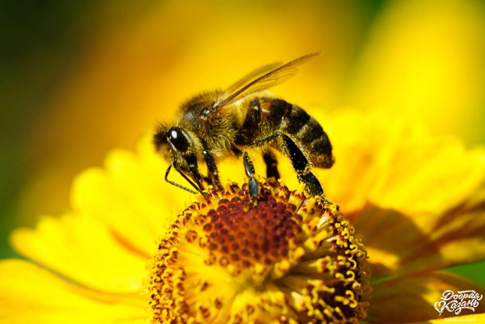 Всемирный день пчёл