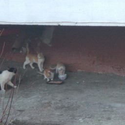 Покормила котят во дворе