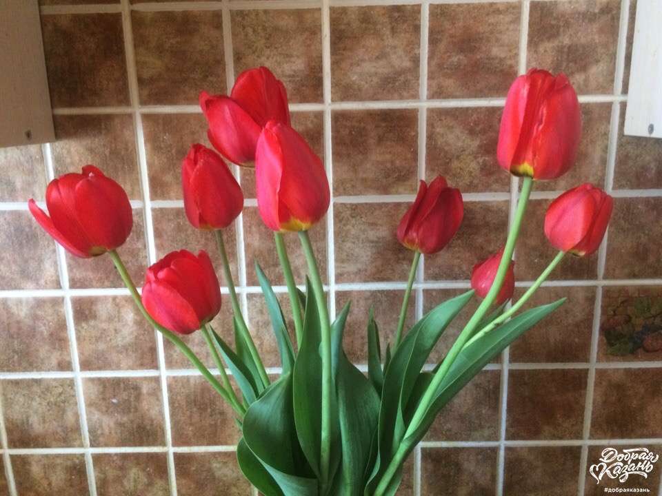 Тюльпаны от папы