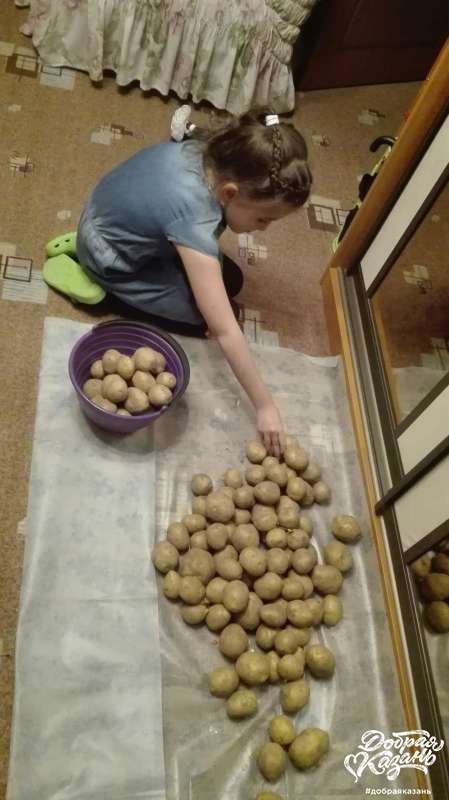 Помогла убрать высушенный картофель