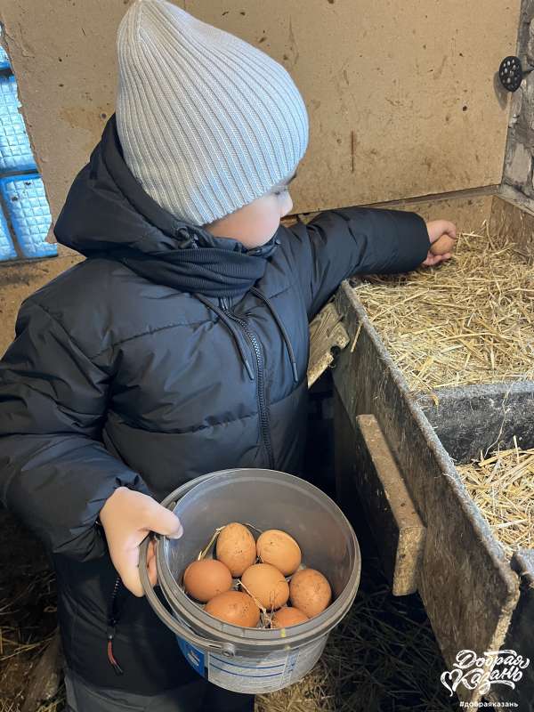 Собрал яйца в курятнике