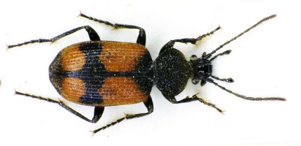 Профессии животных-5