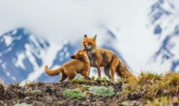 Дикая природа России-2016