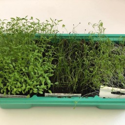 Итоги конкурса «Зелёное здоровье»