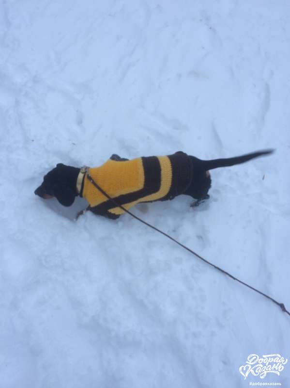 Погуляла с собакой Погуляла с собакой