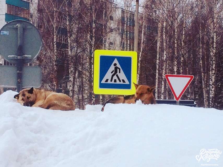"Дорожный патруль" "Дорожный патруль"