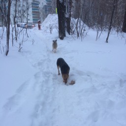 Покормила собак