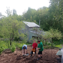 Помогаю бабули сажать картошку