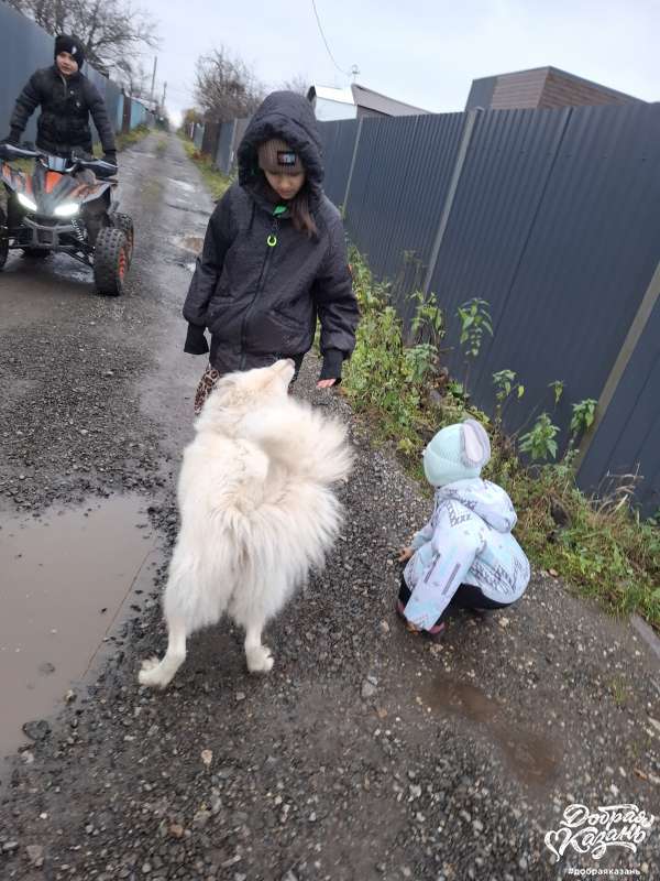 Гуляем с нашей любимой собакой