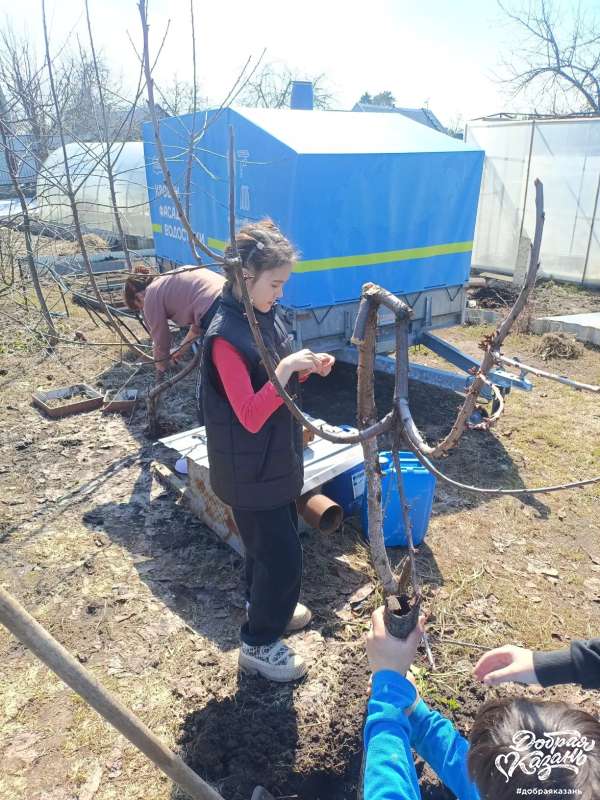 Помогаю бабушке постригаться старые ветки