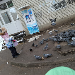 Покормили голубей