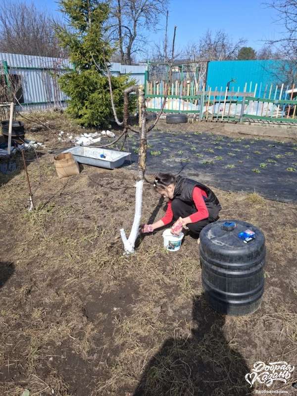 Помогала красить деревья у бабушки на даче