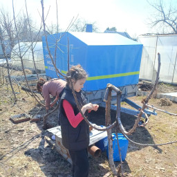 Помогаю бабушке постригаться старые ветки