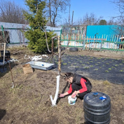 Помогала красить деревья у бабушки на даче