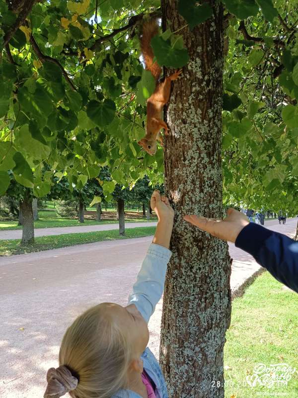 Гостиницы для белочек