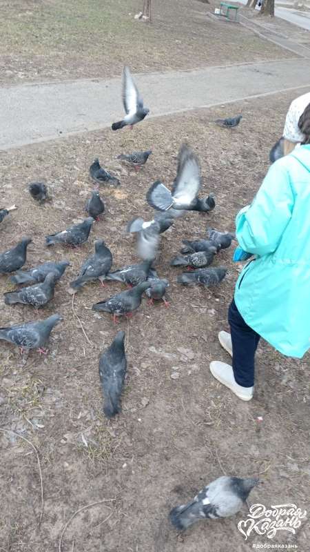 Покормила голубей