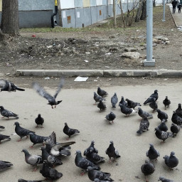 Кормлю птиц по дороге в школу