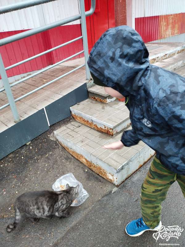 Покормил бездомную кошку