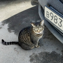 Покормил бездомного кота