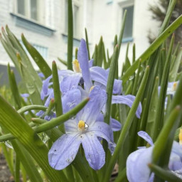 Красивый цветок после уборки