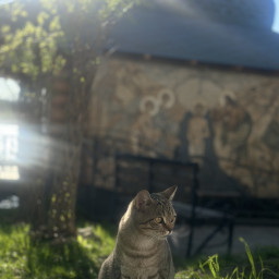 Кошка