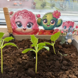 Посадил огурцы