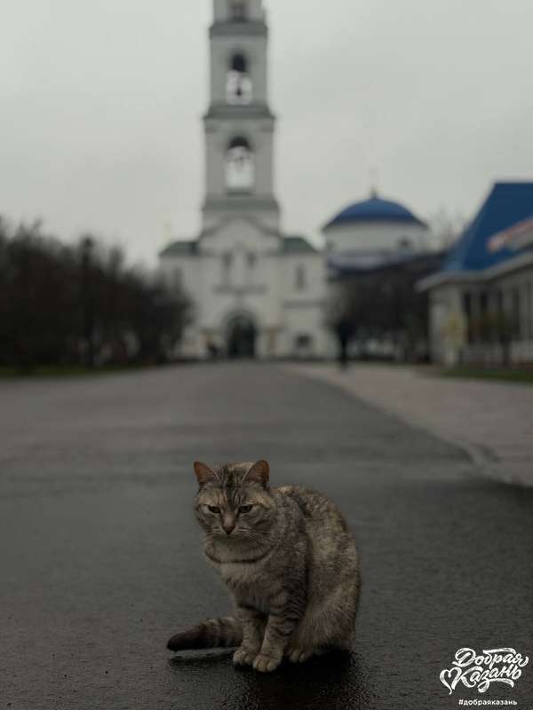 Покормили кошек