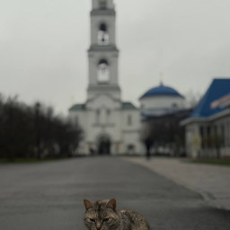 Покормили кошек