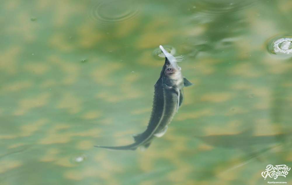 мальки стерляди