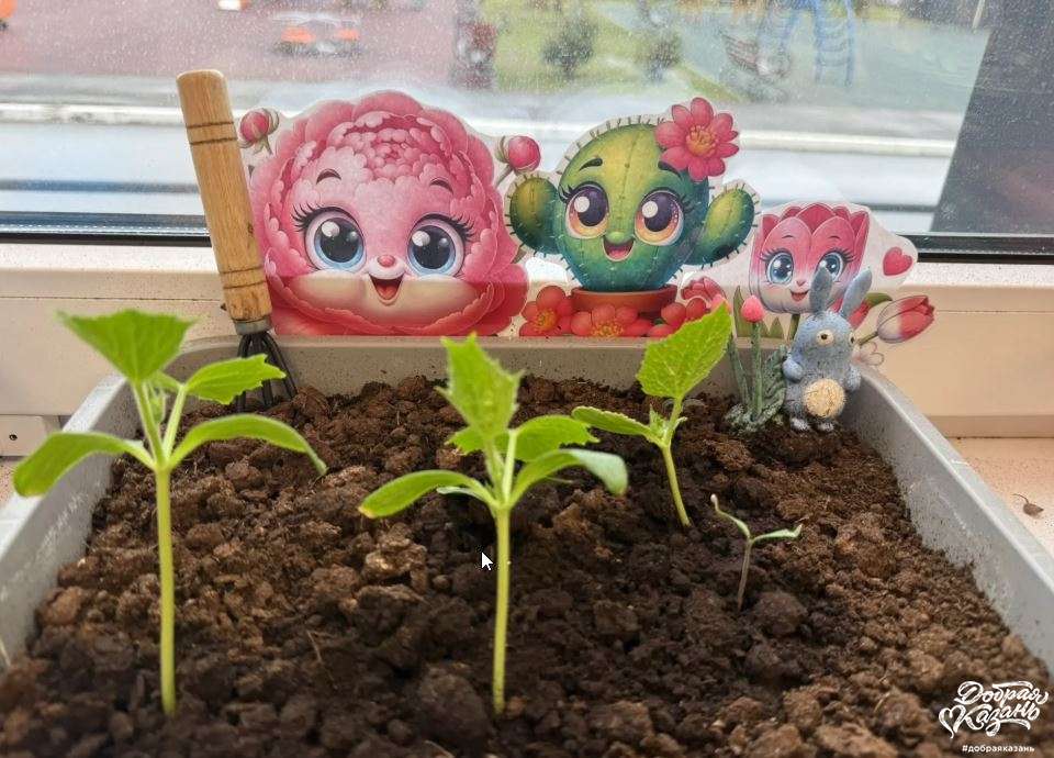 огурцы на подоконнике