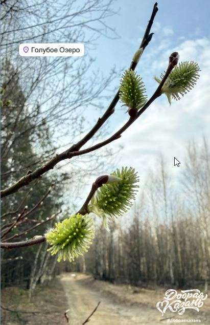 Распустили почки