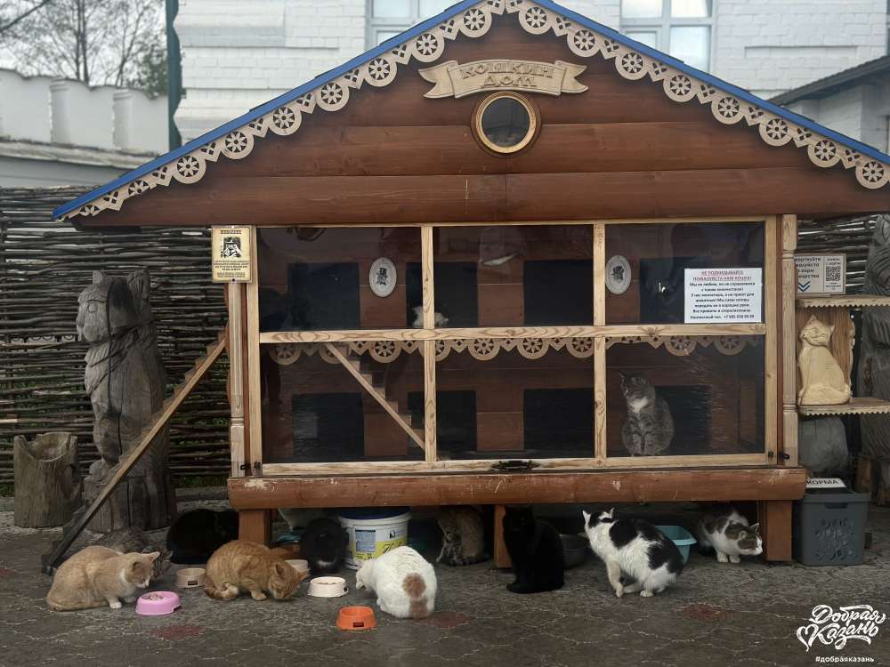 Кошки