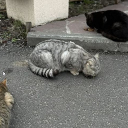 Кормили кошек