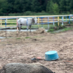 Кормили поросёнка