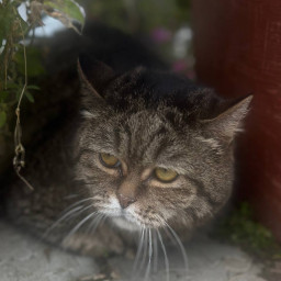 Корм кошкиному дому