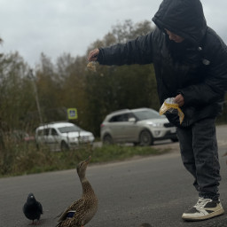 Кормил уток