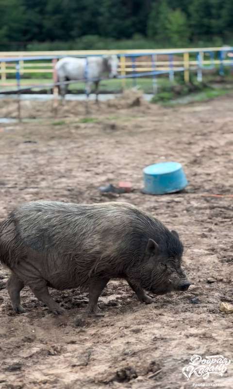 Кормили поросёнка