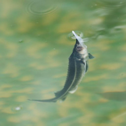 мальки стерляди