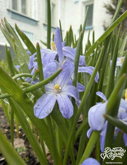 Красивый цветок после уборки
