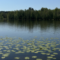 Кувшинки
