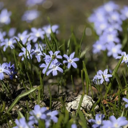 первоцветы