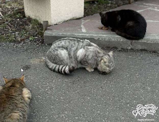 Кормили кошек