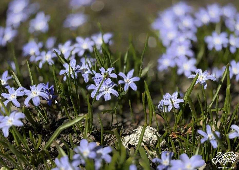 первоцветы