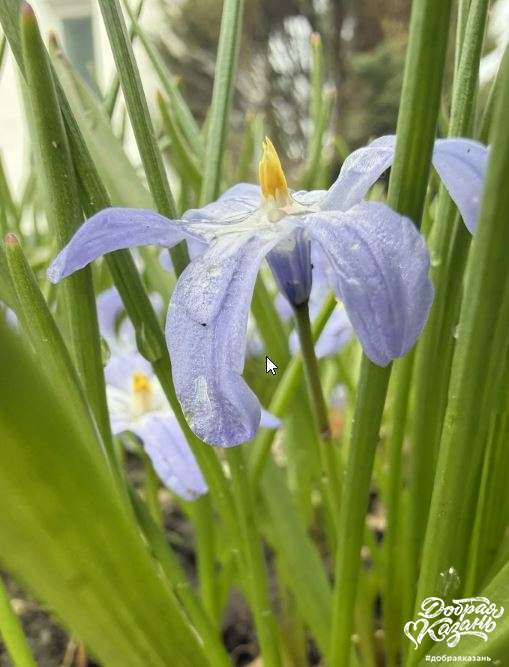 Красивый цветок после уборки